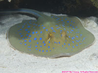 blue-sotted stingray