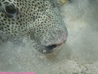 starry puffer digging in sand
