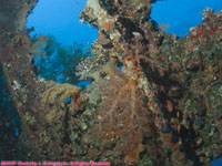soft coral on wreck