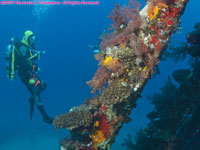 diver and soft coral on wreck