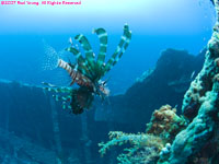 common lionfish over wreck