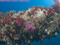 soft coral on wreck