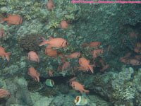 blotcheye soldierfish