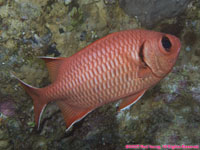 blotcheye soldierfish
