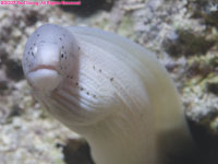 grey moray eel