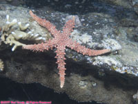 Egpytian sea star