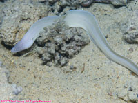 grey moray eel