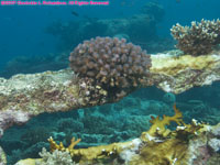 hard coral on wreck
