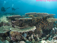 divers over table corals