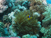 Red Sea anemonefish in anemone