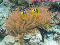 anemone and Red Sea anemonefish