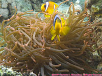 anemone and Red Sea anemonefish