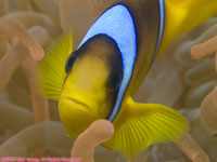 Red Sea anemonefish