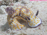 nudibranch: beautiful bisbecia