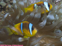 red Sea anemonefish