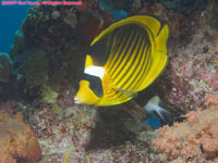 Red Sea raccoon butterflyfish