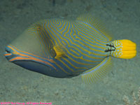 orange-striped triggerfish