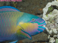 male bullethead parrotfish eating coral