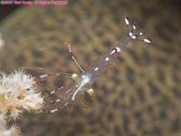 cave cleaner shrimp