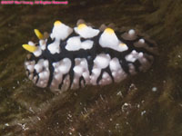 nudibranch: Phyllidia ?