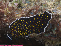 gold-dotted flatworm