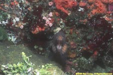 undulated moray eel