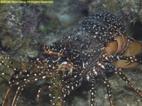 spotted spiny lobster