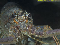 spiny lobster closeup