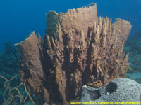 giant barrel sponge