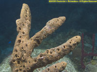 octopus sponge