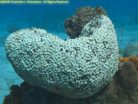 loggerhead sponge