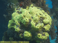 branching tube sponge