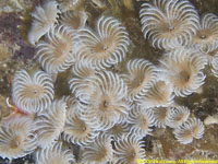 social feather duster worms