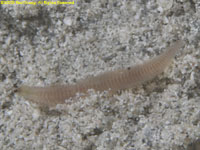unknown worm