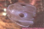 spot-winged comb jelly
