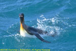king penguin swimming