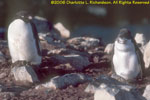 Adelie penguin and chick