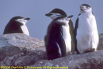 group of chinstrap penguins