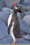 gentoo penguin ecstatic display