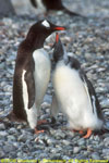 gentoo penguin chick begging