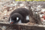 gentoo chick on whaleboat