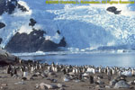 gentoo penguin colony