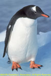 gentoo penguin on ice