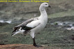 male goose