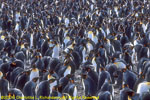 massed king penguins