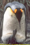 king penguin with new chick