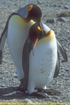 courting king penguins