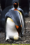 king penguin with egg