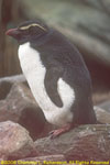 adult rockhopper penguin
