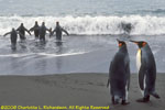 king penguins in surf
